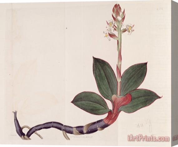 Sydenham Teast Edwards Ludisia Discolor (as Goodyera Discolor) 1818 Stretched Canvas Print / Canvas Art