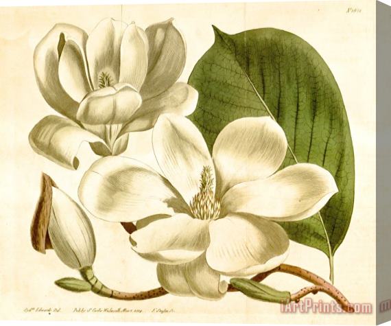 Sydenham Teast Edwards Magnolia Conspicua 1814 Stretched Canvas Painting / Canvas Art