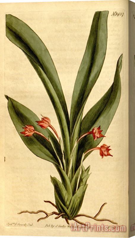 Sydenham Teast Edwards Maxillaria Coccinea 1812 Stretched Canvas Print / Canvas Art