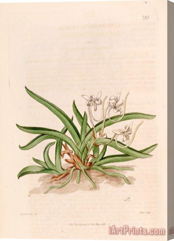 Sydenham Teast Edwards Neofinetia Falcata (as Limodorum Falcatum) 1818 Stretched Canvas Print / Canvas Art