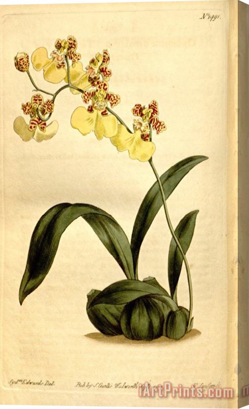 Sydenham Teast Edwards Oncidium Bifolium 1812 Stretched Canvas Print / Canvas Art