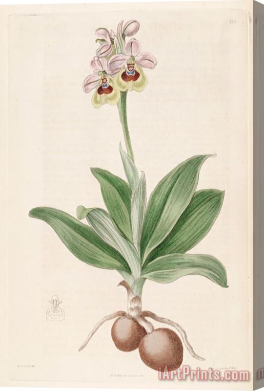 Sydenham Teast Edwards Ophrys Tenthredinifera 1817 Stretched Canvas Print / Canvas Art