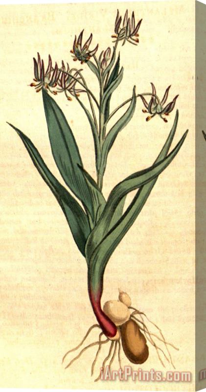 Sydenham Teast Edwards Ornithoglossum Viride 1807 Stretched Canvas Print / Canvas Art