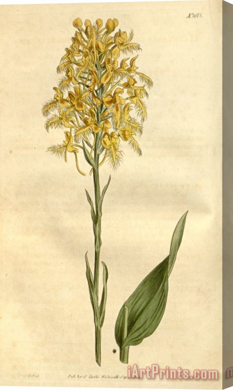 Sydenham Teast Edwards Platanthera Ciliaris (as Habenaria Ciliaris) 1814 Stretched Canvas Print / Canvas Art