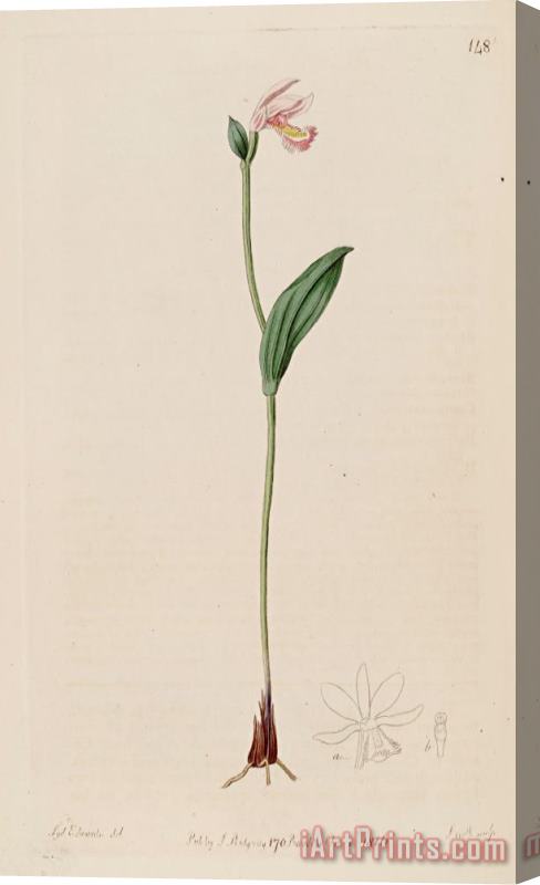 Sydenham Teast Edwards Pogonia Ophioglossoides 1816 Stretched Canvas Print / Canvas Art