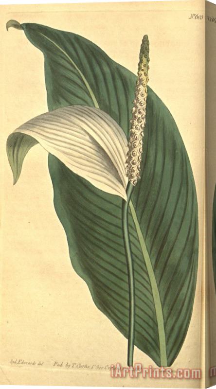 Sydenham Teast Edwards Pothos Cannaefolia 1803 Stretched Canvas Print / Canvas Art