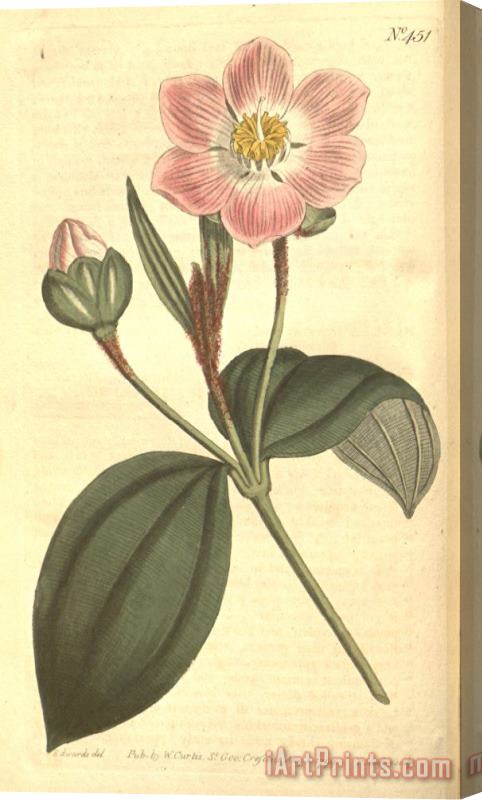 Sydenham Teast Edwards The Botanical Magazine 1799 Stretched Canvas Painting / Canvas Art