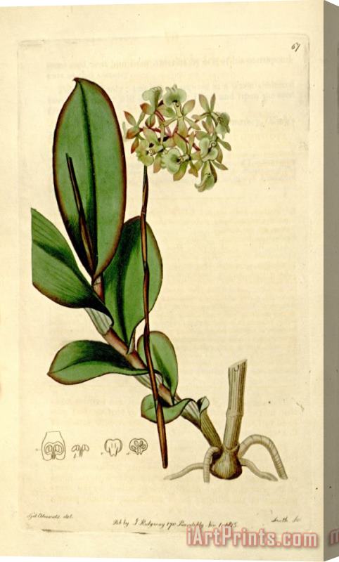 Sydenham Teast Edwards The Botanical Register 1815 Stretched Canvas Print / Canvas Art
