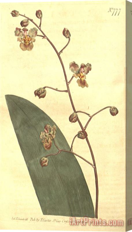 Sydenham Teast Edwards Trichocentrum Undulatum (as Epidendrum Undulatum) 1804 Stretched Canvas Print / Canvas Art