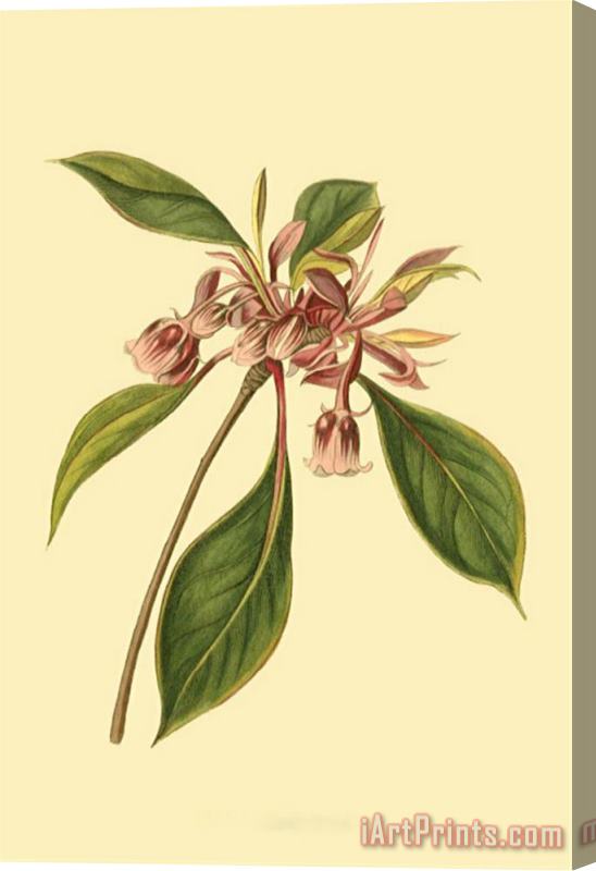 Sydenham Teast Edwards Tropical Ambrosia III Stretched Canvas Painting / Canvas Art