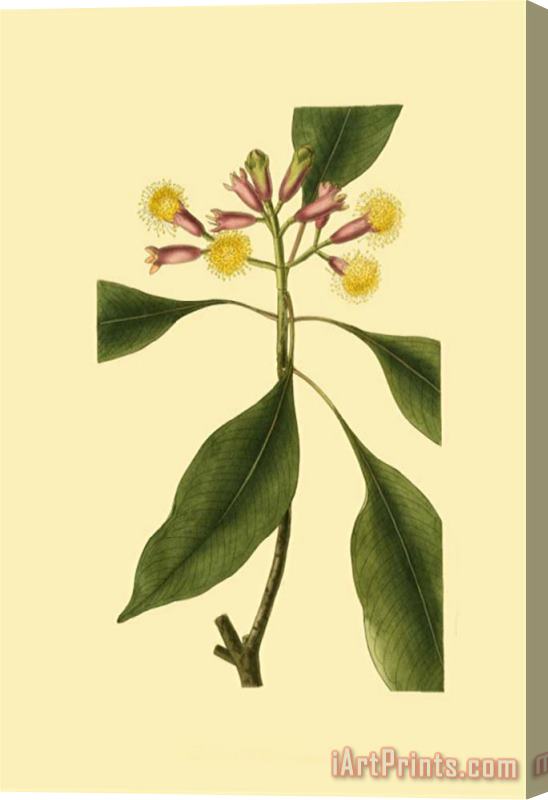 Sydenham Teast Edwards Tropical Ambrosia Iv Stretched Canvas Print / Canvas Art