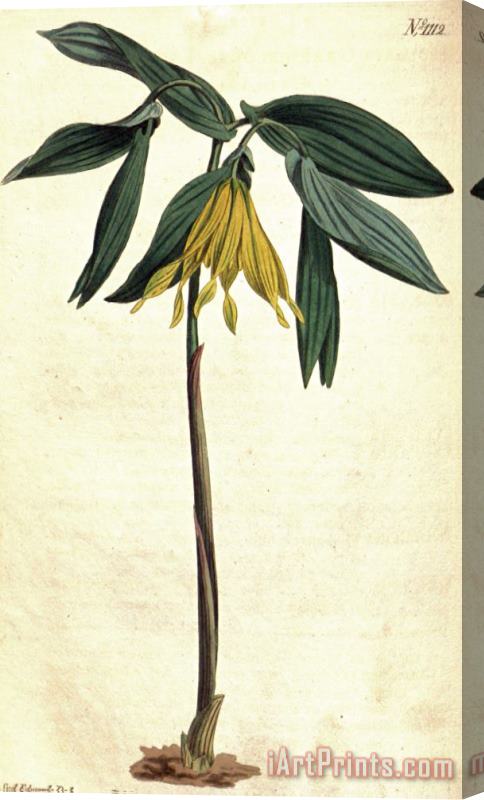 Sydenham Teast Edwards Uvularia Grandiflora 1808 Stretched Canvas Print / Canvas Art
