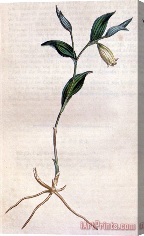 Sydenham Teast Edwards Uvularia Sessilifolia 1811 Stretched Canvas Print / Canvas Art