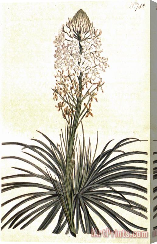 Sydenham Teast Edwards Xerophyllum Asphodeloides 1804 Stretched Canvas Print / Canvas Art