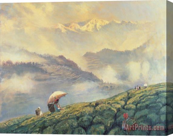 Tim Scott Bolton Tea Picking - Darjeeling - India Stretched Canvas Print / Canvas Art