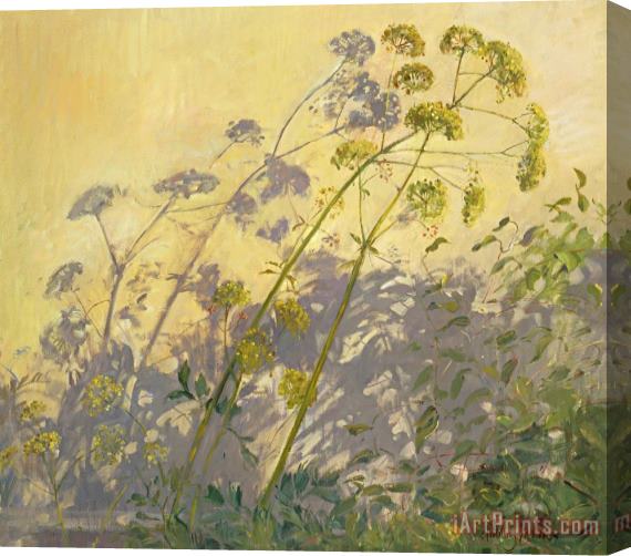 Timothy Easton Lovage Clematis And Shadows Stretched Canvas Painting / Canvas Art