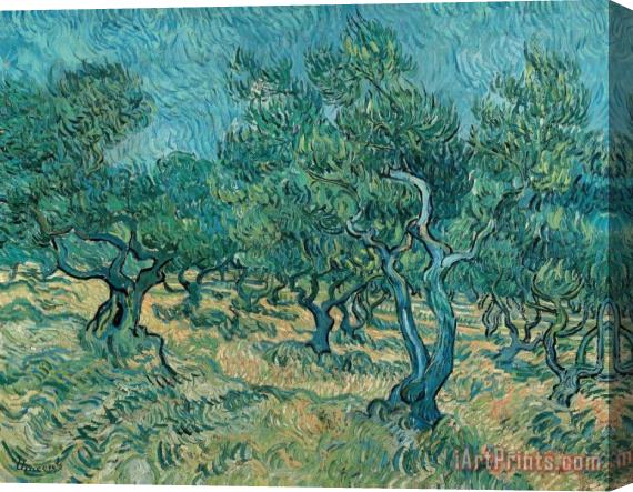 Vincent van Gogh The Olive Grove Stretched Canvas Painting / Canvas Art