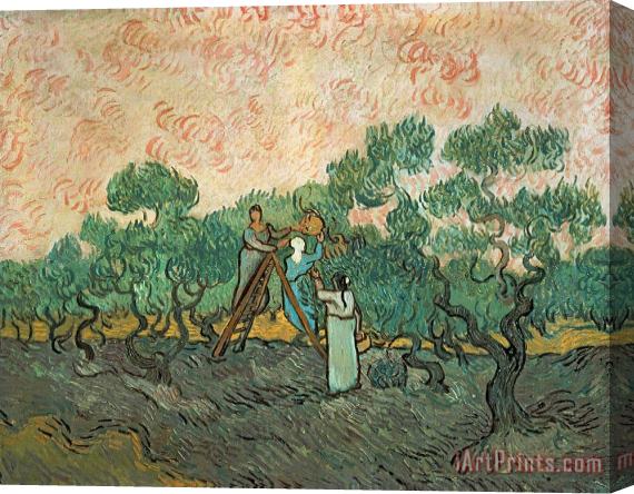 Vincent van Gogh The Olive Pickers Stretched Canvas Painting / Canvas Art