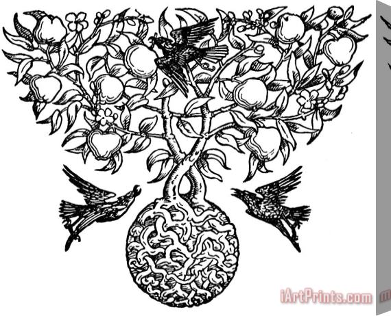 Walter Crane Birds And Fruit Tree Engraving Stretched Canvas Painting / Canvas Art