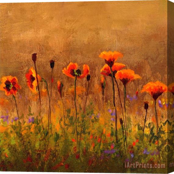 Wendy Kroeker California Poppies 1 Stretched Canvas Print / Canvas Art