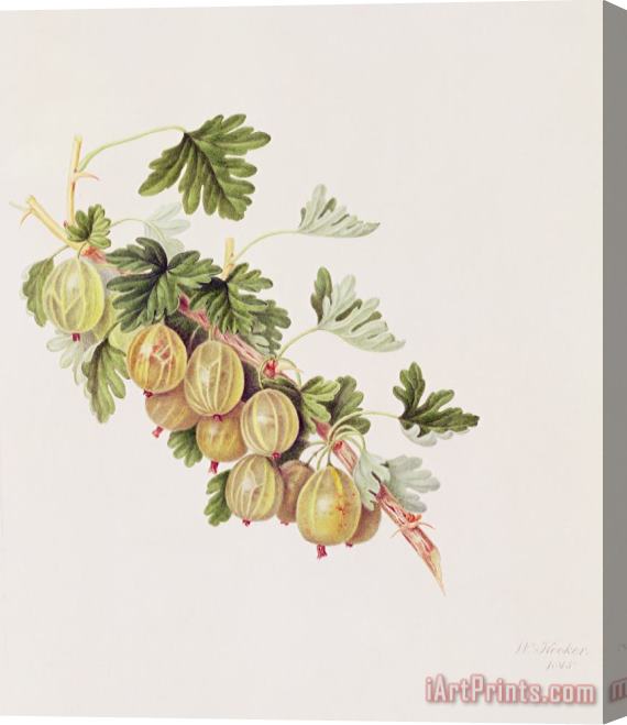William Hooker Green Gooseberry Stretched Canvas Print / Canvas Art