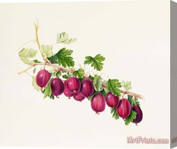 William Hooker Purple Gooseberry Stretched Canvas Print / Canvas Art