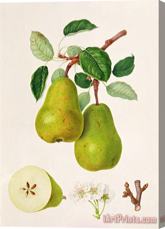 William Hooker The D'auch Pear Stretched Canvas Print / Canvas Art