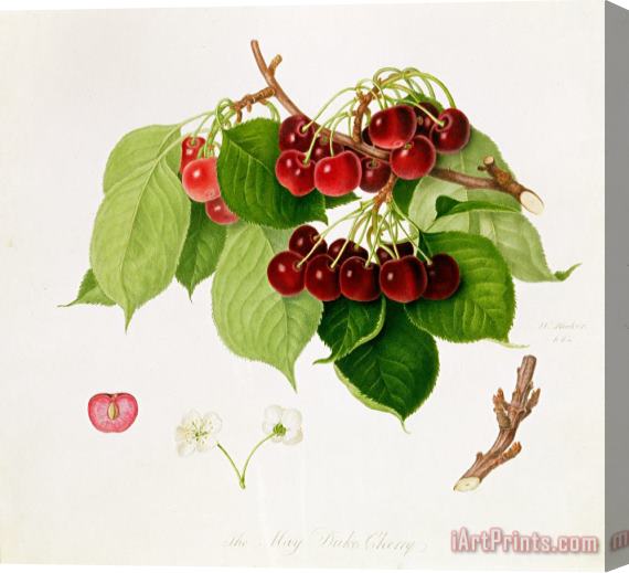 William Hooker The May Duke Cherry Stretched Canvas Print / Canvas Art