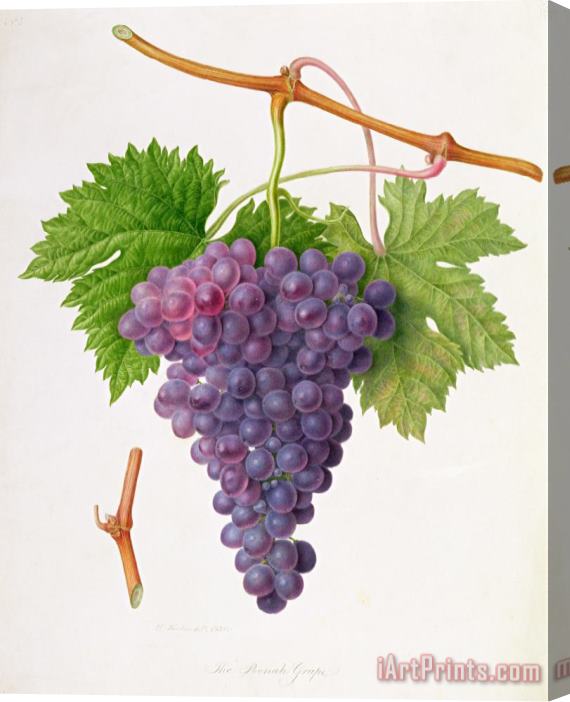 William Hooker The Poonah Grape Stretched Canvas Print / Canvas Art