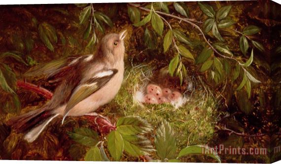 William Hughes A Chaffinch at its Nest Stretched Canvas Print / Canvas Art