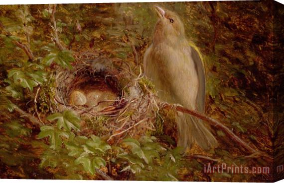 William Hughes A Greenfinch at its Nest Stretched Canvas Print / Canvas Art