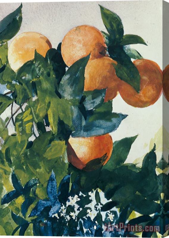 Winslow Homer Oranges on a Branch Stretched Canvas Painting / Canvas Art