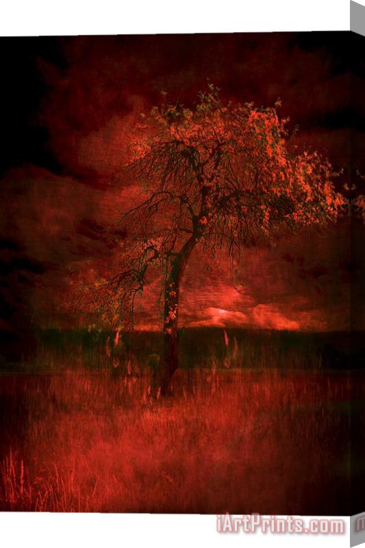 Zygmunt Kozimor Bloody tree Stretched Canvas Print / Canvas Art